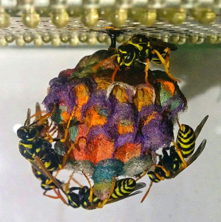 彩色蜂巢好抢眼！　「造纸胡蜂」的梦幻作品像是童话世界的产物插图5
