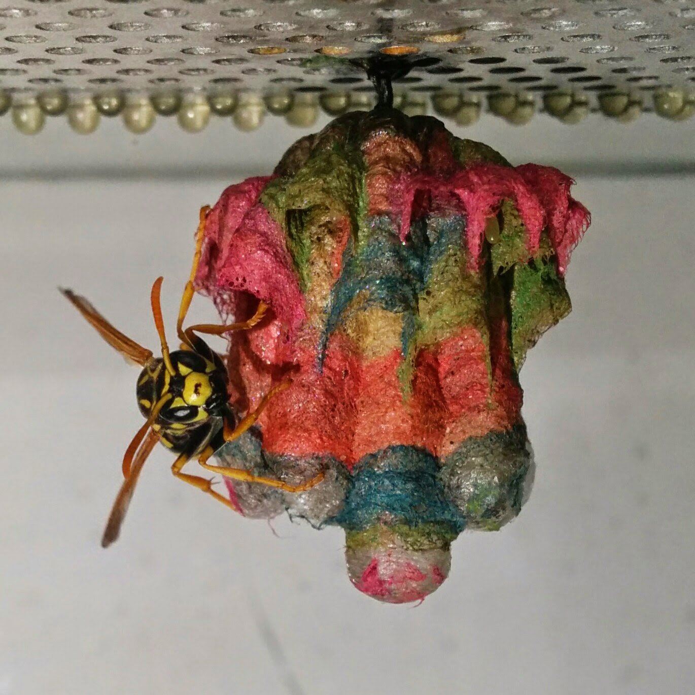 彩色蜂巢好抢眼！　「造纸胡蜂」的梦幻作品像是童话世界的产物插图1