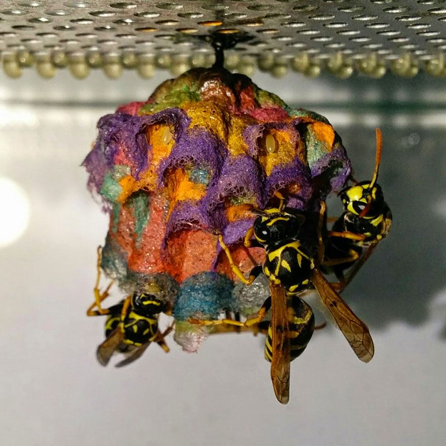 彩色蜂巢好抢眼！　「造纸胡蜂」的梦幻作品像是童话世界的产物插图2