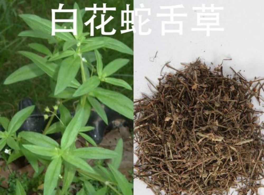 白花蛇舌草 不僅是抗癌良藥 還是治療多種皮膚疾病的常用中藥 Justyou